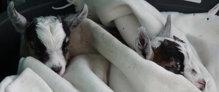 Fishers Mobile Farm pygmy goats - Eric & Ernie